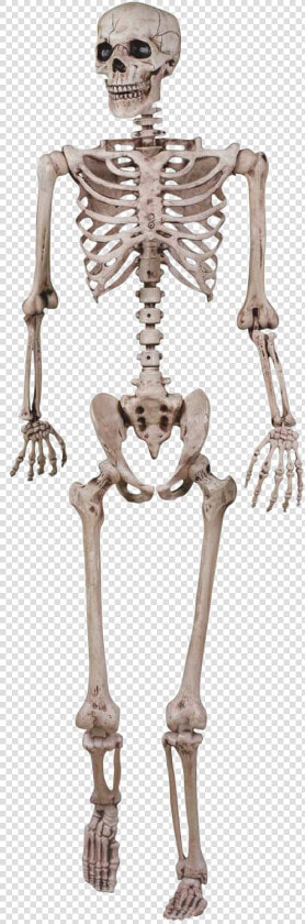 Halloween Skeleton Vector Free Png Image   Grade 5 Skeletal System  Transparent PngTransparent PNG