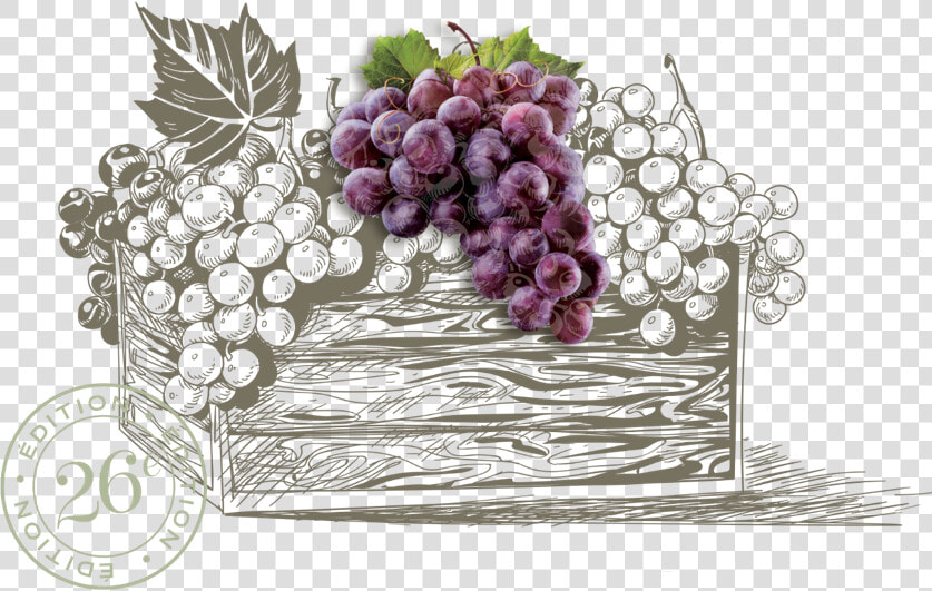 Raisins   Basket Of Fruits And Wine Drawing  HD Png DownloadTransparent PNG