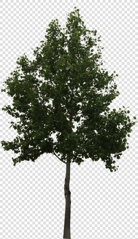 Cut Out Trees Photoshop   Arboles En Elevacion Png  Transparent PngTransparent PNG