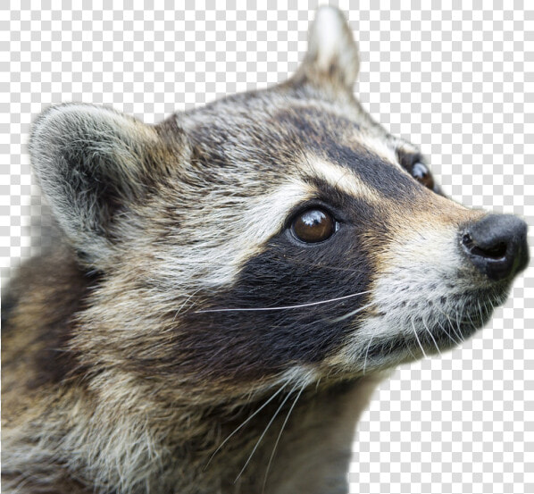 Raccoon Png Image   Raccoon Profile  Transparent PngTransparent PNG