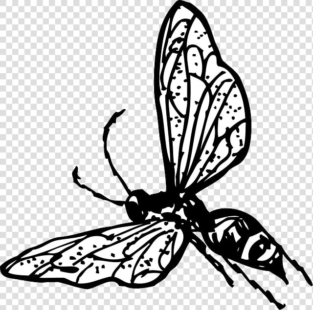 Outline  Drawing  Bee  Bug  Fly  Wasp  Insect  Coloring   Wasp Clip Art  HD Png DownloadTransparent PNG