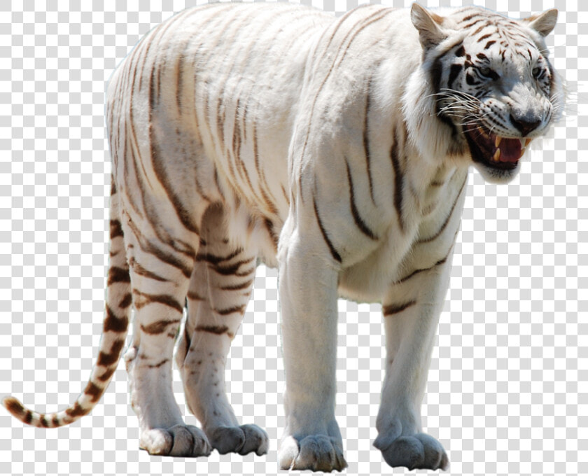 White Tiger Nervous   White Tiger Png Hd  Transparent PngTransparent PNG