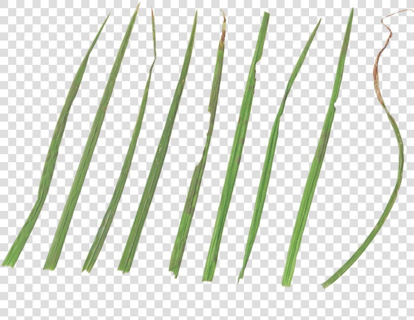 Parallel  HD Png DownloadTransparent PNG