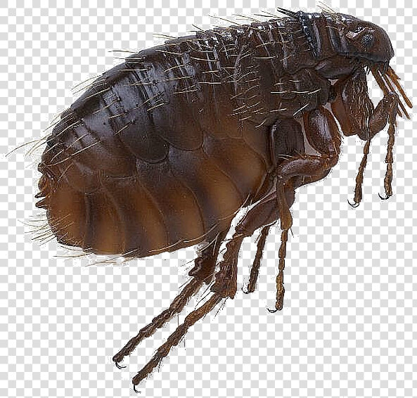 Flea Png Pic   Cat Flea  Transparent PngTransparent PNG