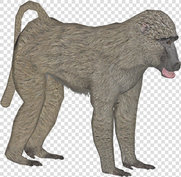 Olive Baboon F   Baboon  HD Png DownloadTransparent PNG