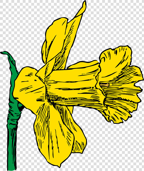 Transparent Spring Season Clipart Png   Daffodil Clip Art  Png DownloadTransparent PNG