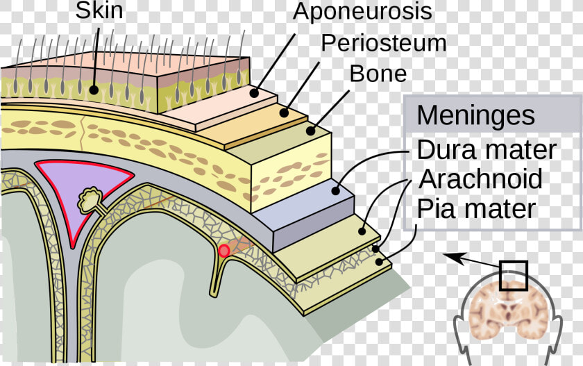 Dura Mater  HD Png DownloadTransparent PNG