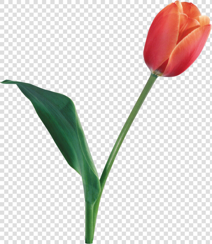 Tulip Png Image   Tulip Png  Transparent PngTransparent PNG