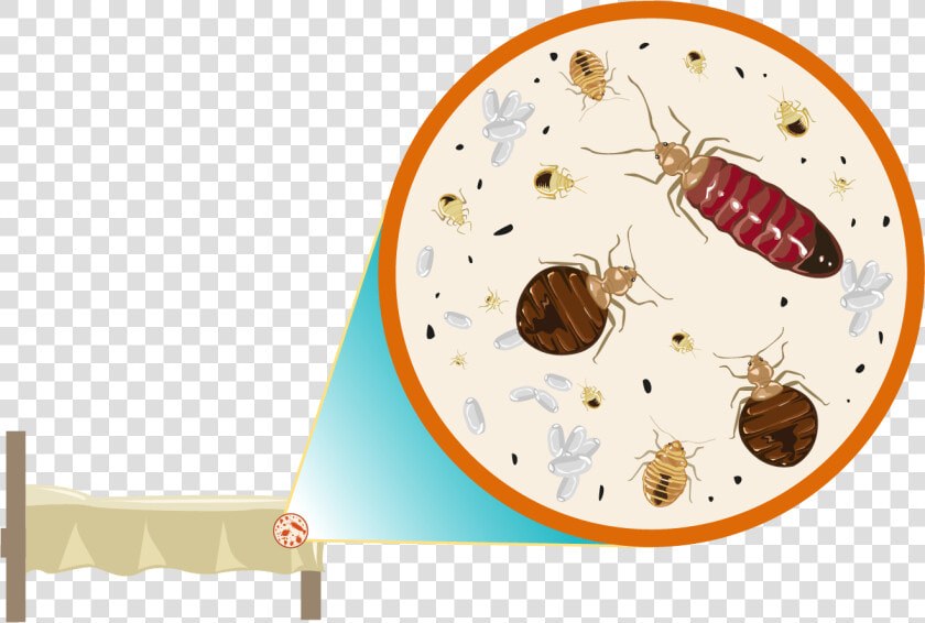 We Specialize In The Removal Of Bed Bugs   Vector Bed Bugs Room  HD Png DownloadTransparent PNG