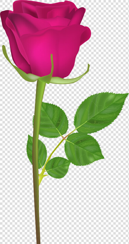 Rose Clipart Long Stem   Gulab Ka Phool Hd  HD Png DownloadTransparent PNG