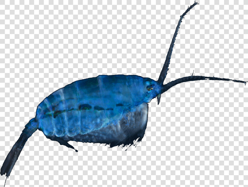 Plankton Png  Transparent PngTransparent PNG