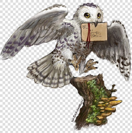 Transparent Hedwig Png  Png DownloadTransparent PNG