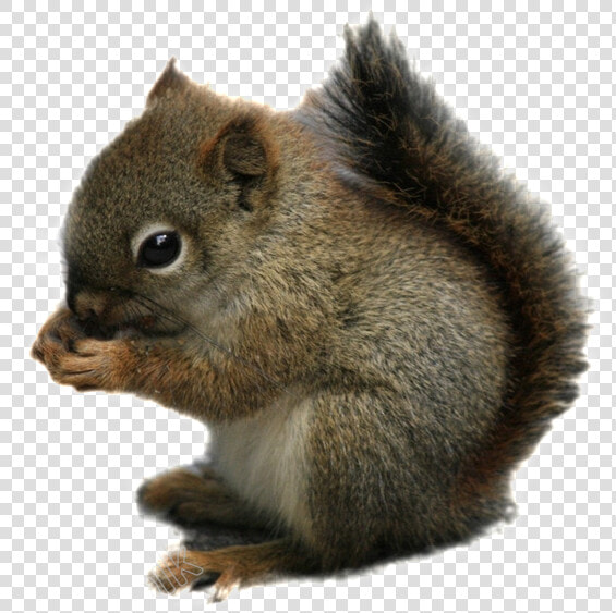 Squirrel Png Transparent Images   Chipmunk Transparent  Png DownloadTransparent PNG