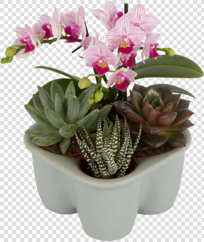 Flowerpot  HD Png DownloadTransparent PNG