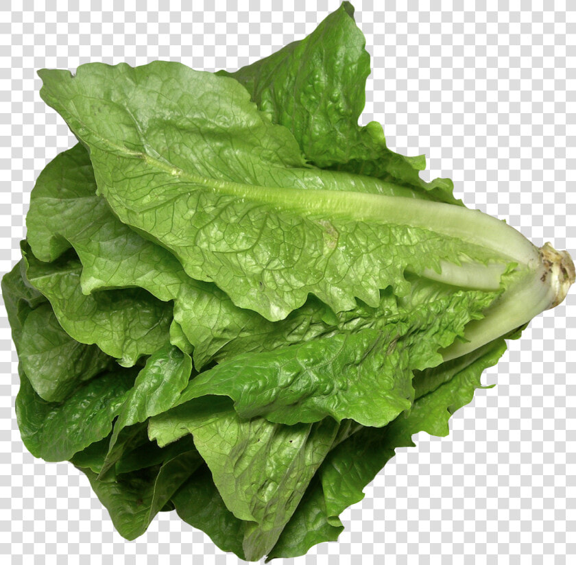 Romaine Lettuce Png  Transparent PngTransparent PNG