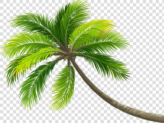  summer  palm  palmera  ftestickers  ftstickers  stickers   Beach Coconut Tree Png  Transparent PngTransparent PNG