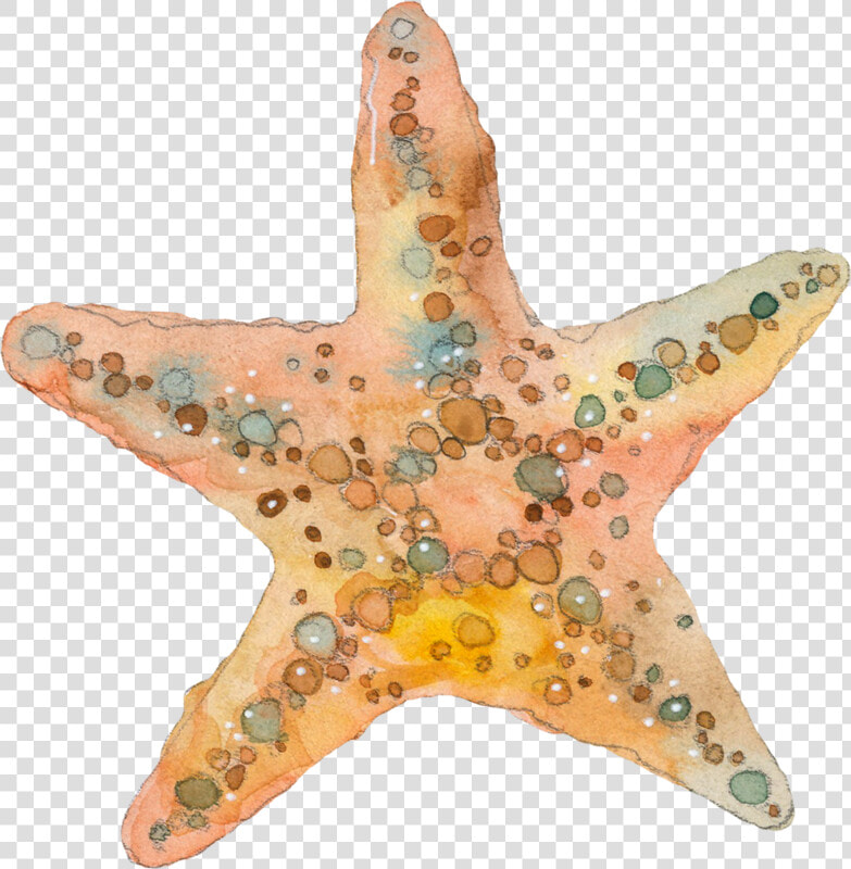 Estrela Do Mar Aquarela   Png Download   Watercolor Starfish Clip Art  Transparent PngTransparent PNG