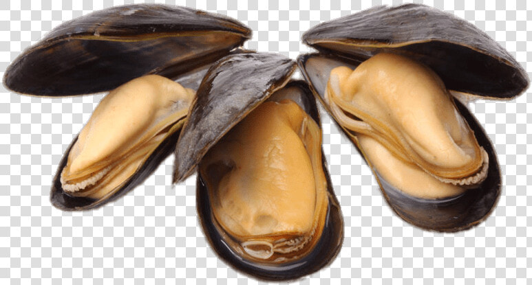 Clams Png Open No Background   Mussels Png  Transparent PngTransparent PNG