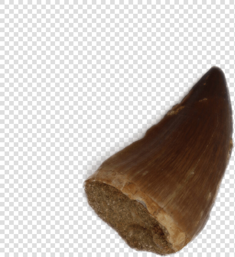 Mosasaurus Tooth   Fish  HD Png DownloadTransparent PNG