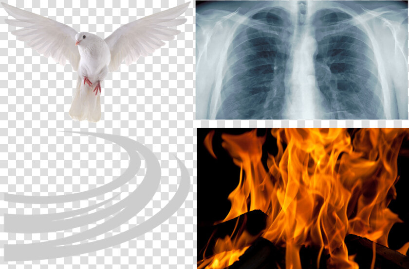 Holy Spirit Bird Breath Blow Burn   Flickering Fire  HD Png DownloadTransparent PNG