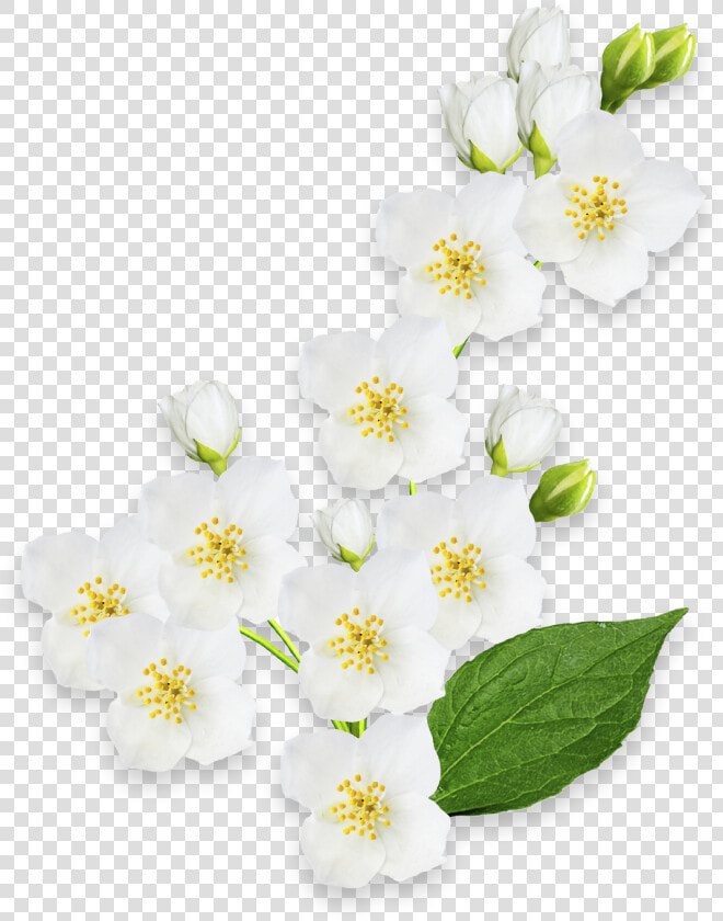 Mock Orange  HD Png DownloadTransparent PNG