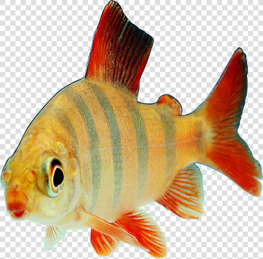 Fish Transparency And Translucency Clip Art   Transparent Fish Png  Png DownloadTransparent PNG