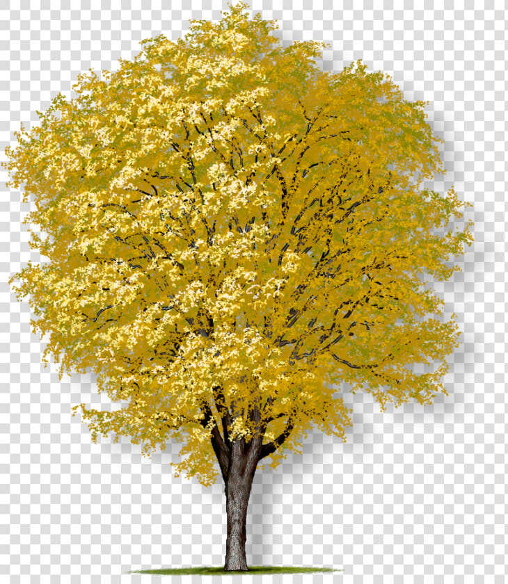 Transparent Elm Tree Png   American Elm Tree  Png DownloadTransparent PNG