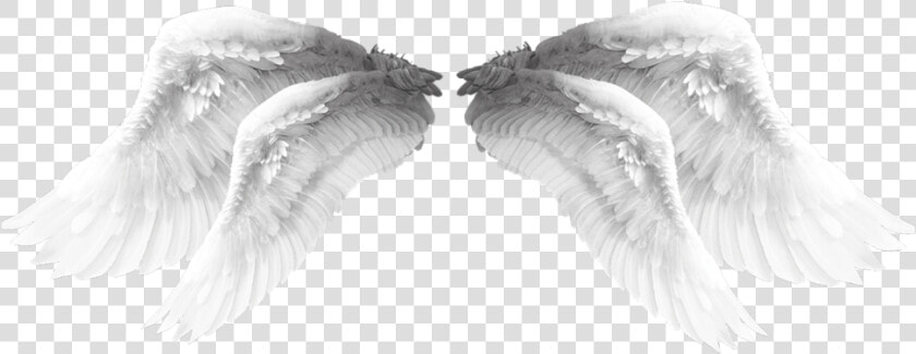  wings  angel  angelwings  wing  beautiful  lovely   Water Bird  HD Png DownloadTransparent PNG