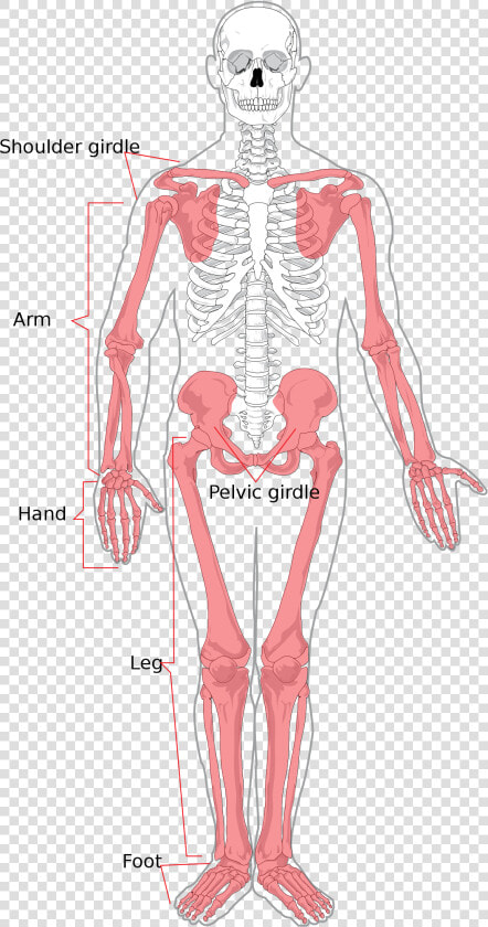 Upper And Lower Extremity  HD Png DownloadTransparent PNG