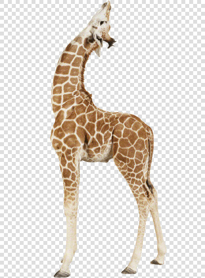 Giraffe Up   Baby Giraffe Png  Transparent PngTransparent PNG