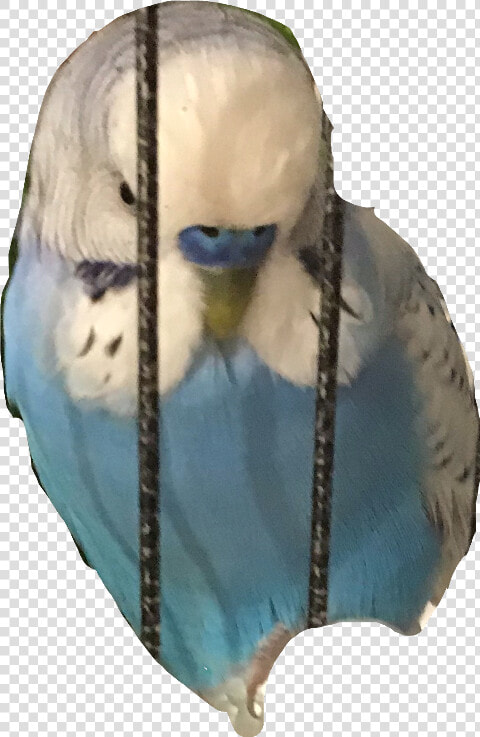 Budgie Freetoedit   Budgie  HD Png DownloadTransparent PNG