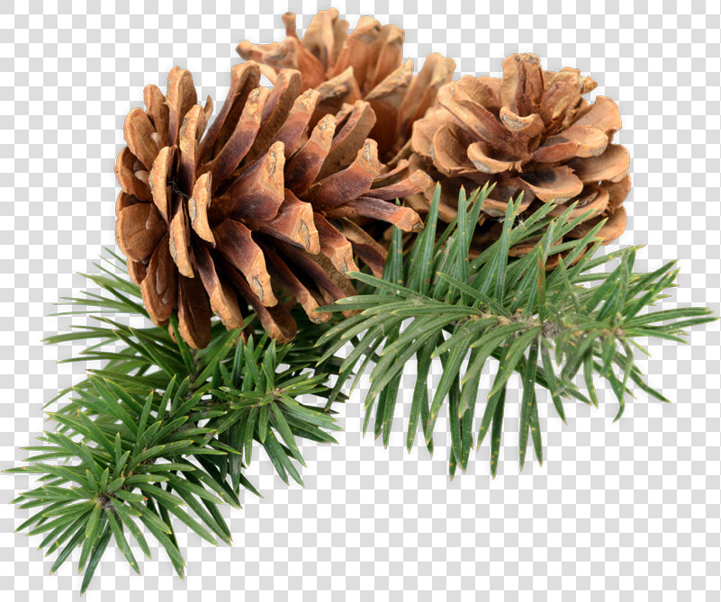 Mexican Pinyon   Png Download   Mexican Pinyon  Transparent PngTransparent PNG