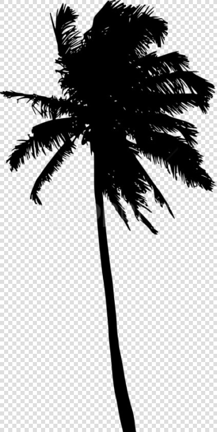 Free Png Palm Tree Silhouette Png   Palm Tree Black Transparent Background Free  Png DownloadTransparent PNG