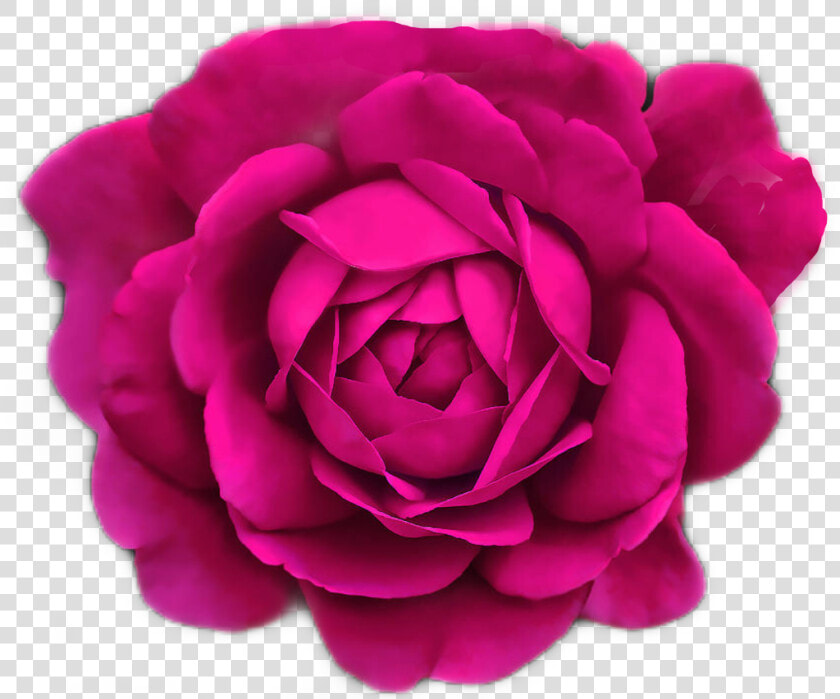  pinkrose  magenta  fleurs  flowers By  sadna2018  pink   Teal And Black Roses  HD Png DownloadTransparent PNG