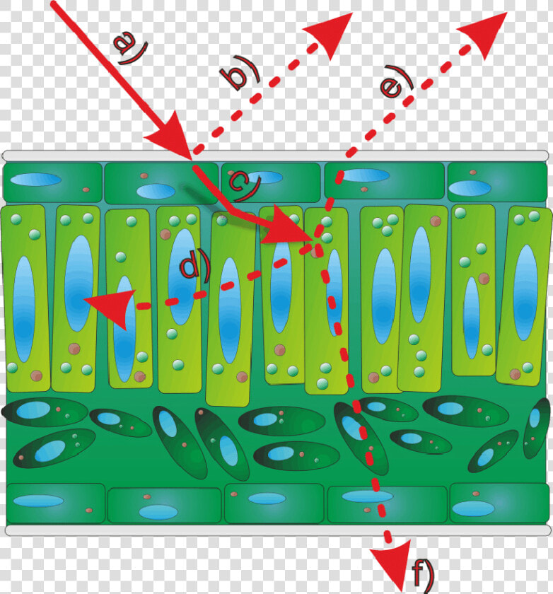 Interactions Between A Light Beam And A Leaf Surface  HD Png DownloadTransparent PNG