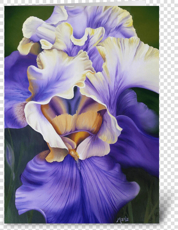 Iris Greeting Card   Orris Root  HD Png DownloadTransparent PNG