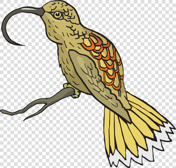 Hummingbird Clipart Sunbird   Sunbird Clipart Png  Transparent PngTransparent PNG