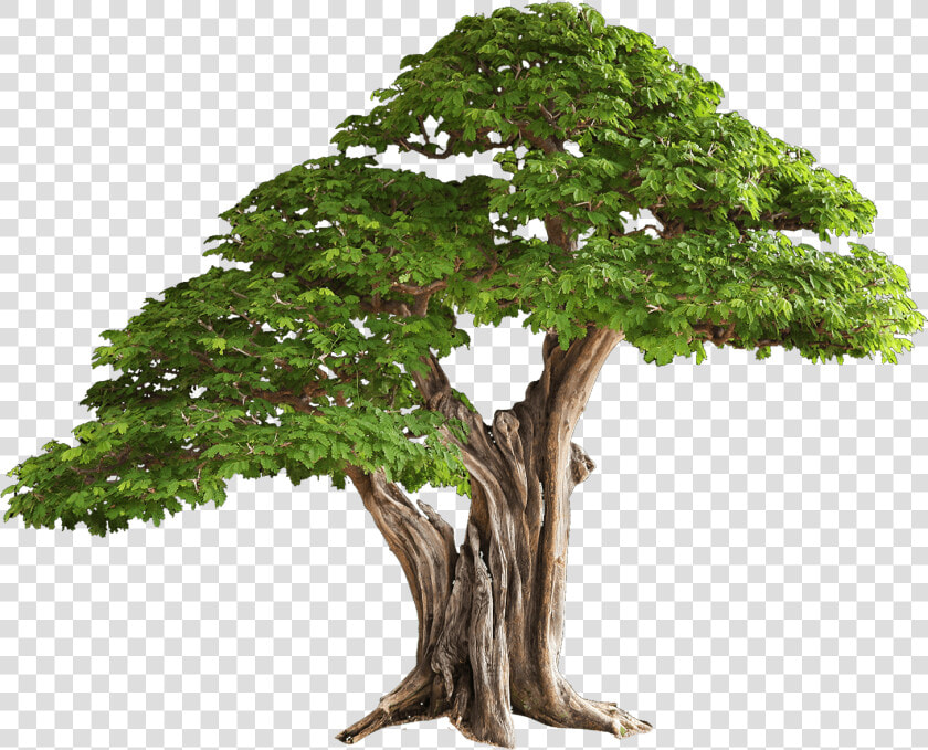 Bonsai Tree Png   Plant Tissue In Hindi  Transparent PngTransparent PNG