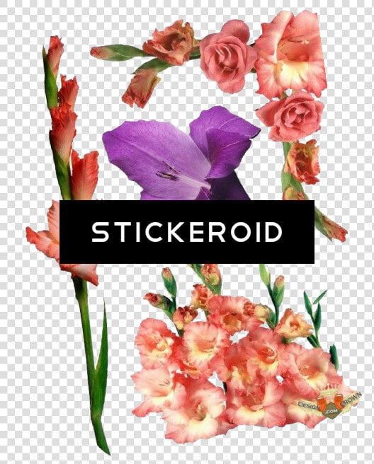 Gladiolus Flowers Nature   Gladiolus Flower  HD Png DownloadTransparent PNG