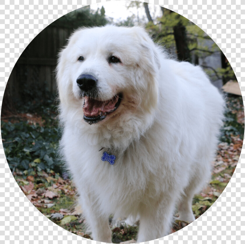 Great Pyrenees   Png Download   Great Pyrenees  Transparent PngTransparent PNG