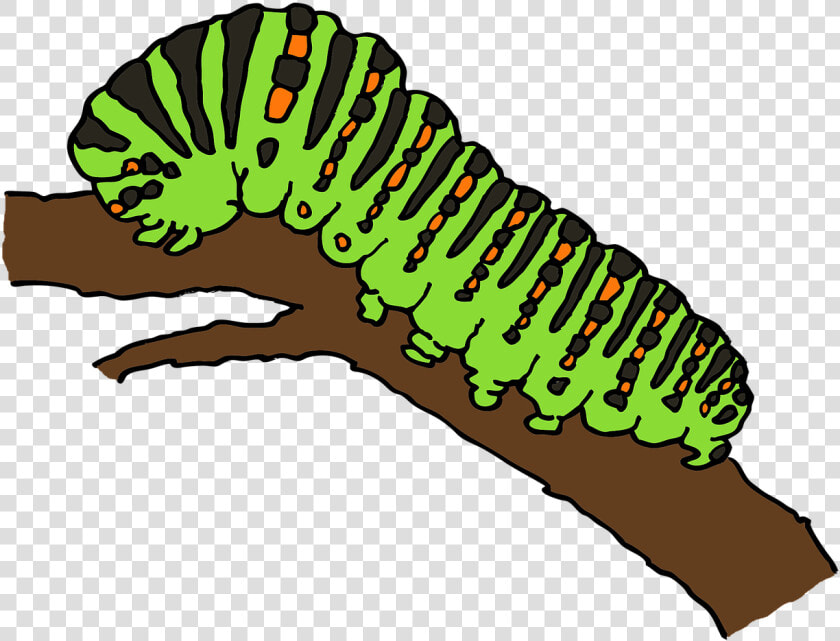 Caterpillar Png   Caterpillar Clipart  Transparent PngTransparent PNG