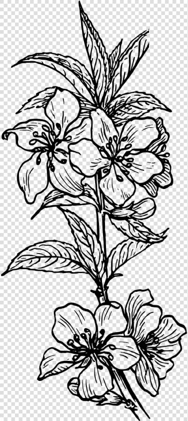 Poinsettia Black And White Clipart  HD Png DownloadTransparent PNG