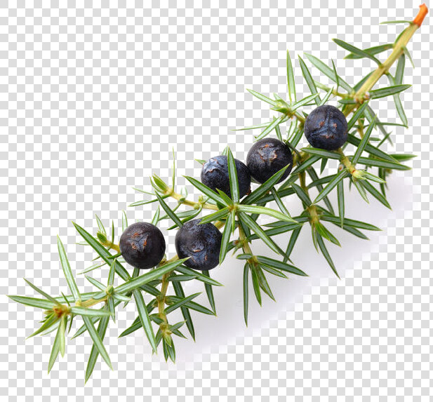 Juniper Berries Transparent Clipart   Png Download   Juniper Berries Png  Png DownloadTransparent PNG