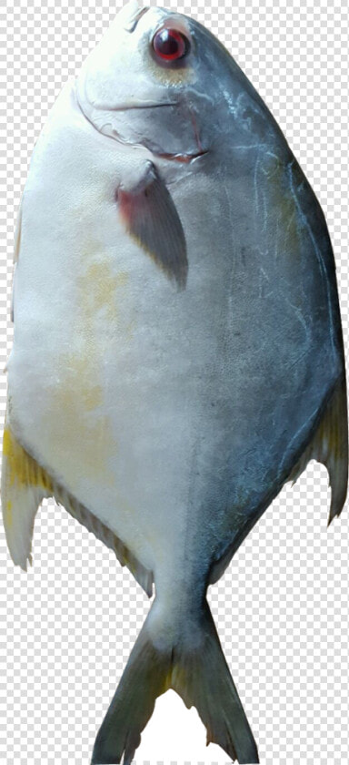 Halibut  HD Png DownloadTransparent PNG