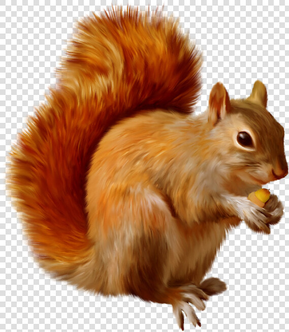 Squirrel Clipart M 1365717600   Squirrel Clipart Png  Transparent PngTransparent PNG