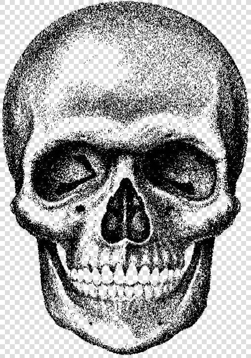 Skull Png Download   Royalty Free Skull Transparent  Png DownloadTransparent PNG