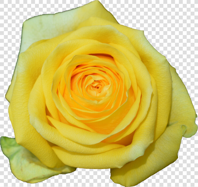 Transparent Dark Rose Png   Floribunda  Png DownloadTransparent PNG