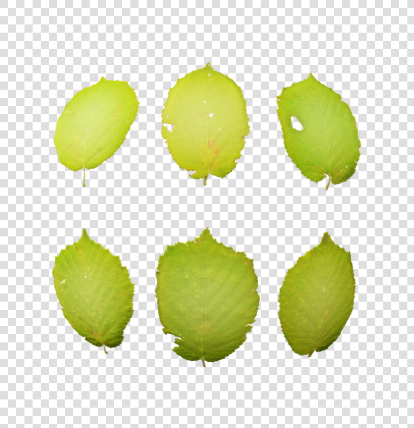 Nopal  HD Png DownloadTransparent PNG