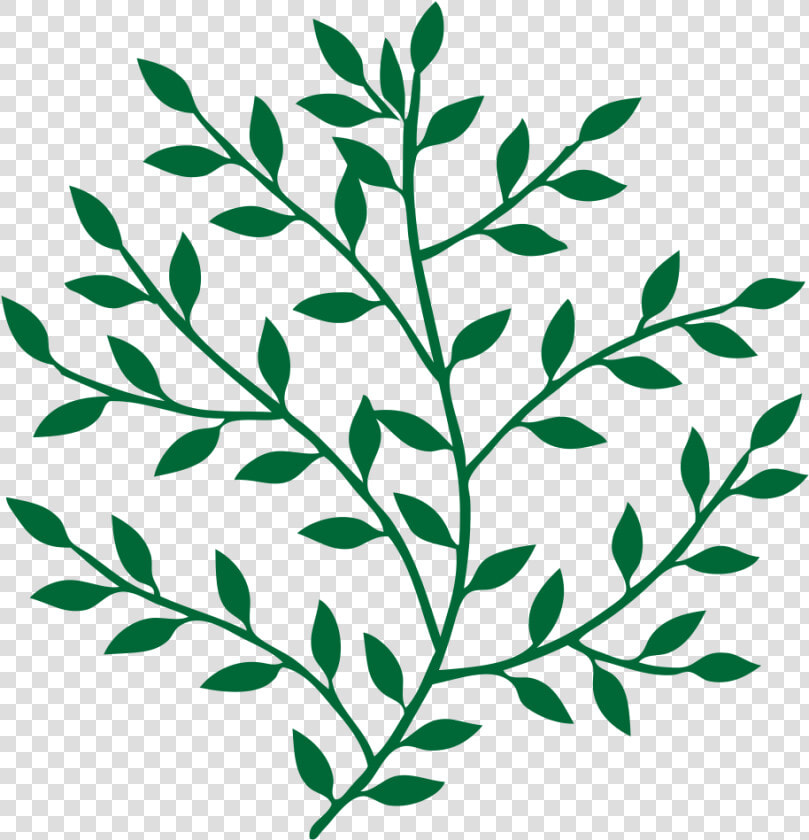 Leaf Branch Tree Bay Laurel Art   Leaves On A Branch  HD Png DownloadTransparent PNG