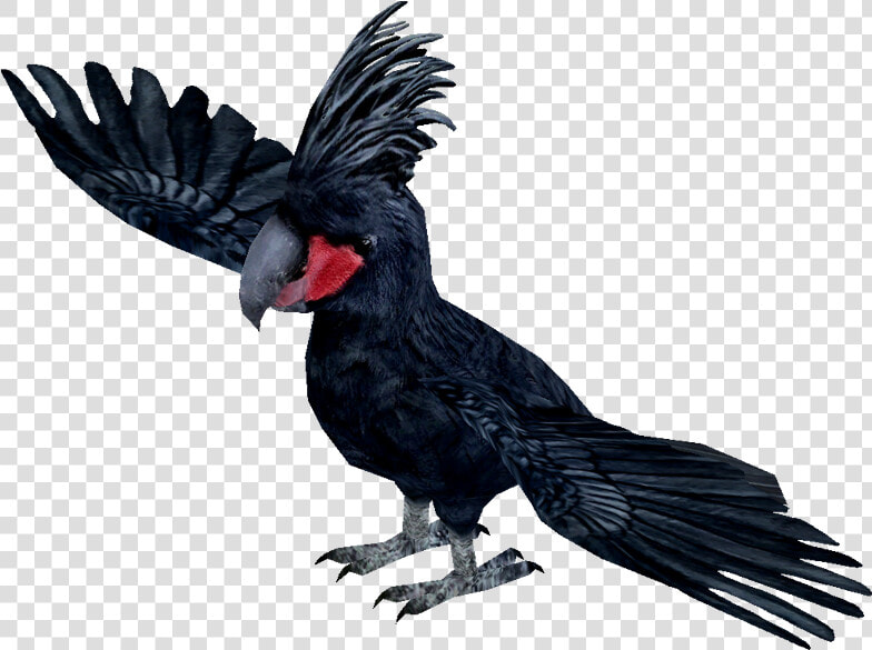 Ytswhay   Palm Cockatoo Clip Art  HD Png DownloadTransparent PNG